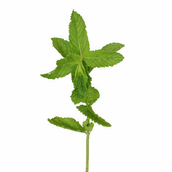 Fresh Cut Mint Herb for Flower Arranging
