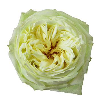 Mint White Garden Roses up close