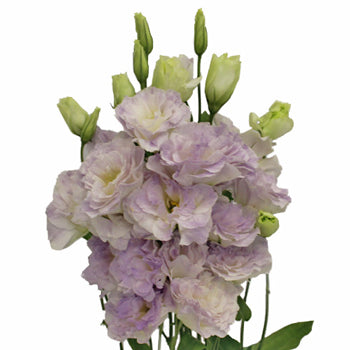 Lavender Mist Designer Lisianthus Flower
