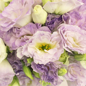 Lavender Mist Designer Lisianthus Flower