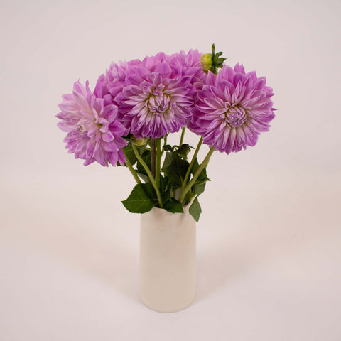 Misty Mountain Dinner Plate Dahlia Flower Bunch in Vase