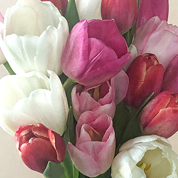 Mixed Bouquet Tulips Wholesale Flower Up close