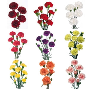 Mixed Solid Colors Carnation Flower FlatLay