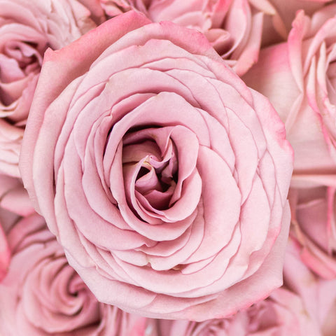 Mocha Lavender Mauve Roses Up Close