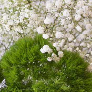 Mojito Mix DIY Flower Kit Up Close