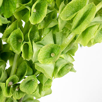 Wedding greenery bells of Ireland molucella filler flowers