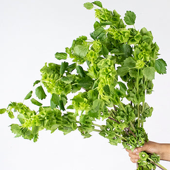 Wholesale greenery bells of Ireland molucella filler flowers bunch