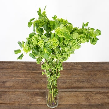 Single stem bells of Ireland molucella greenery sold as bulk