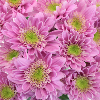 Soft Lilac Novelty Fresh Flower