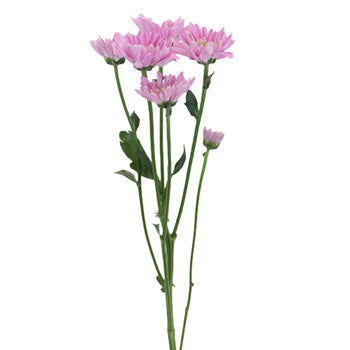 Soft Lilac Novelty Fresh Flower