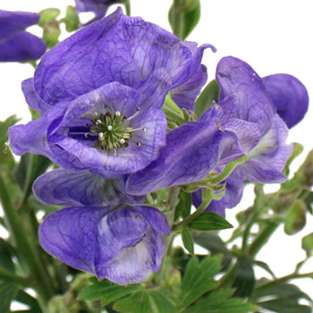 Monkshood Wholesale Flower