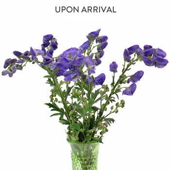 Monkshood Wholesale Flower