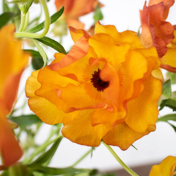 Monoah Orange Butterfly Ranunculus Wholesale Flower Upclose