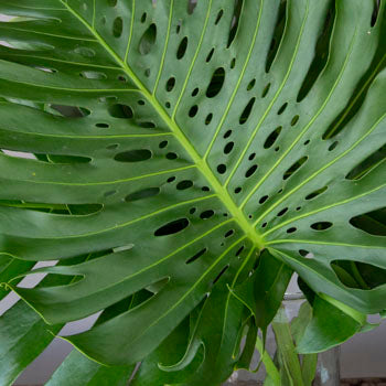 Monstera Leaves Tropical Greenery Large