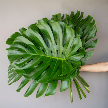 Monstera Leaves Tropical Greenery Large