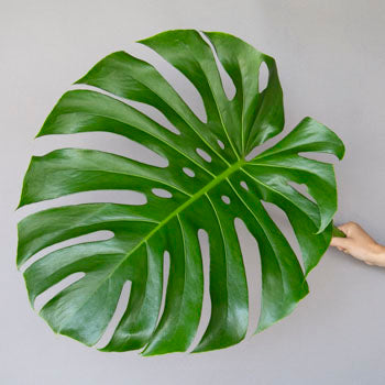 Monstera Leaves Tropical Greenery Large