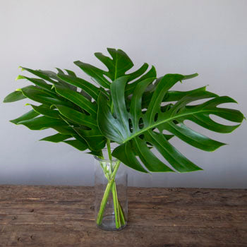 Monstera Leaves Tropical Greenery Medium