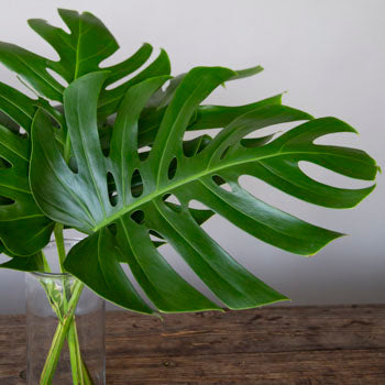Monstera Leaves Tropical Greenery Medium