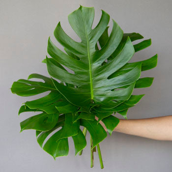 Bulk greenery monstera leaves small sold near me for delivery
