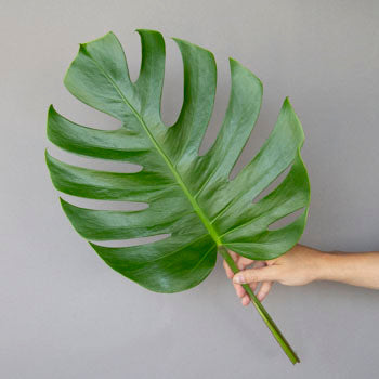 Monstera Leaves Tropical Greenery Small