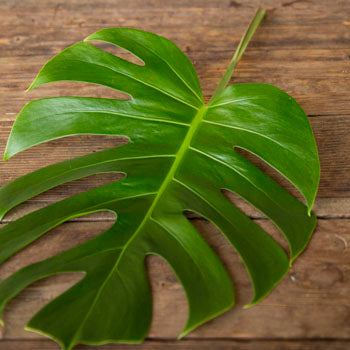 Monstera Leaves Tropical Greenery Small