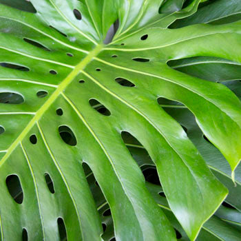 Designer Monstera Leaves Extra Large
