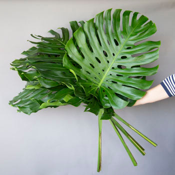 Designer Monstera Leaves Extra Large