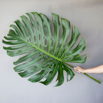 Designer Monstera Leaves Extra Large