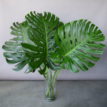 Designer Monstera Leaves Extra Large
