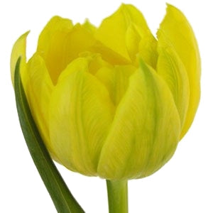 Monte Carlo Double Tulip Wholesale Flower Up close