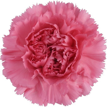Montezuma Pink Carnation Flower Bloom
