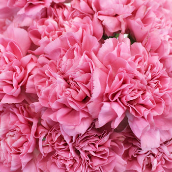Montezuma Pink Wholesale Carnations Up close