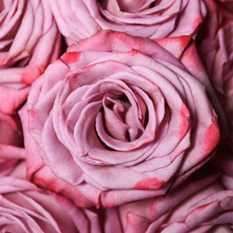 Pinky purple rose DIY wedding flowers