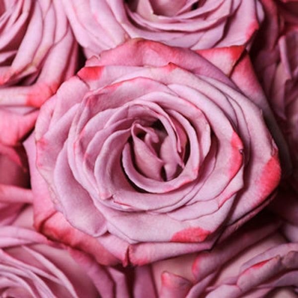 Pinky purple rose DIY wedding flowers