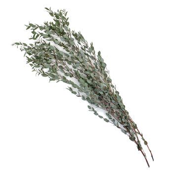 Moon Lagoon Eucalyptus Wholesale Greenery Stems