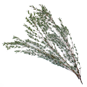 Moon Lagoon Eucalyptus Wholesale Greenery Stem