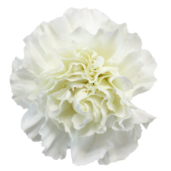 Valentines White Carnation Special