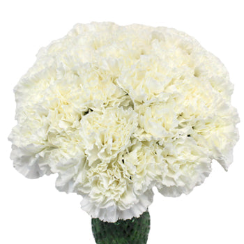 Valentines White Carnation Special