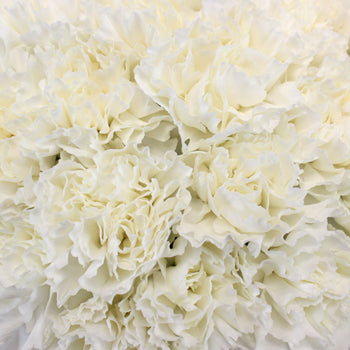 Valentines White Carnation Special