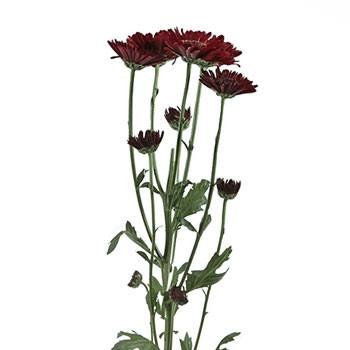 Fall Red Pom Flower
