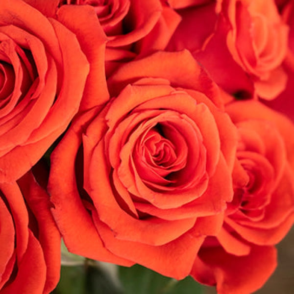 Mysterious Moonlight Orange Roses Arrangements