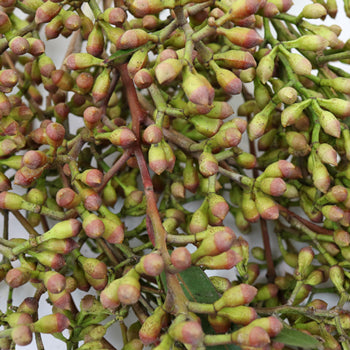 Naked Seeded Eucalyptus Wholesale Greenery Up Close