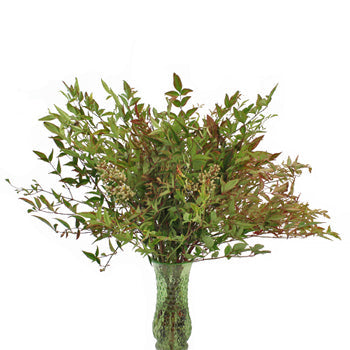 Nandina Fall Fresh Cut Branches with Berries