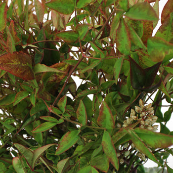 Wedding greenery nandina fall fresh cut branches with berries sold near me