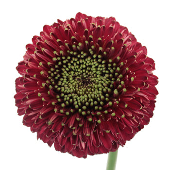 Dark Cherry Gerrondo Daisies