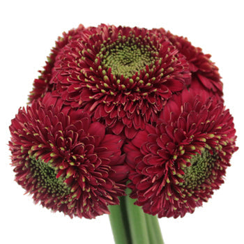 Dark Cherry Gerrondo Daisies