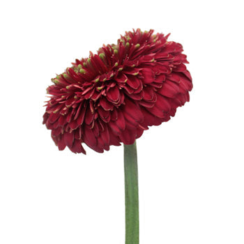 Dark Cherry Gerrondo Daisies
