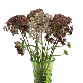 Neapolitan Lace Fall Wholesale Flowers
