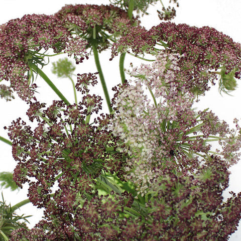 Neapolitan Lace Fall Wholesale Flowers