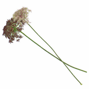 Neapolitan Lace Fall Wholesale Flowers